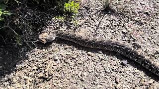 Releasing a Female Puff Adder and Female Boomslang