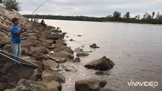 19 May 2021 mancing selunsong dikuala tutong