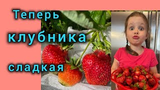 Подкормила клубнику, ягод будет много 🍓