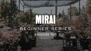 Bonsai Beginner Series - Watering