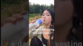 a day of harvesting rice with family