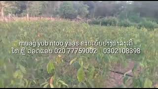 ຂາຍເບ້ຍຢາງພາລາ ຕາຂຽວ ເດີ້ muag yub ntoo yaas nawj