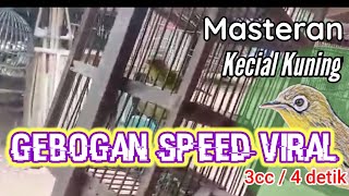 Masteran burung Kecial Kuning speed paling rapat dan gacor#kecialkuninglombok