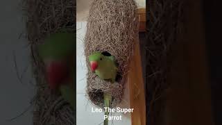 #parrot #viral #bird #party #leo #religion #ringneck #ringneckparrot #talkingparrot #cute