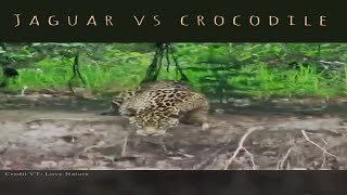 Jaguar 🐆 vs crocodile🐊| unbelievable | #shorts #short