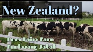 Desa Dairy Farm Kundasang|New Zealand Malaysia?