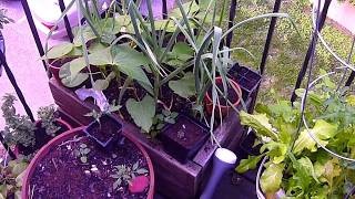 Apartment Balcony Gardening DIY VI: Cramming in Veggies