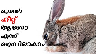 identify rabbit heat|മുയലിന്റെ ഹീറ്റ് എങ്ങനെ എന്നു പഠിക്കാം|rabbit farming|CJ Farms