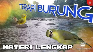 Masteran Burung Kecial kuning dengan suara air mengalir dan kicau burung alam liar#naturalsound