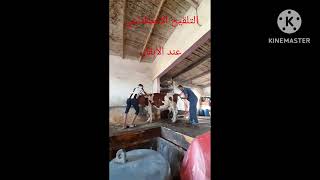 التلقيح       الاصطناعي      عند       الأبقار   l'insémination artificielle Bovine algérie