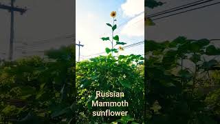 Russian Mammoth Sunflower 🌻