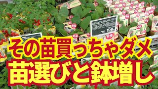 夏野菜の苗選び。買ってはいけない夏野菜苗の見分け方！【徒長苗】【老化苗】4/14