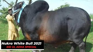 🔥World Best Cholistani Nukra Bull-🔥Black Colour Nukra Cattle For Eid ul Azha 2021, #Shorts