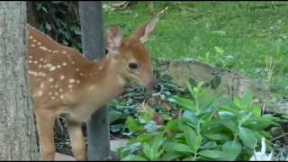 2019  Backyard Deer Story  Then there were Two