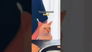 This cat is going to hell 😂 Vidz5  #funnycats #funnyanimals #cats cute cats 2024 funny cats 2024