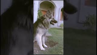 The Giant German shepherd dog 😍 #punjabi #punjabisong #music #song #dog #dogshorts #germanshepred