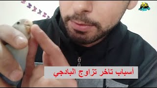 اسباب تاخر تزاوج عصافير البادجي وغيره من العصافير مع محمود وادي