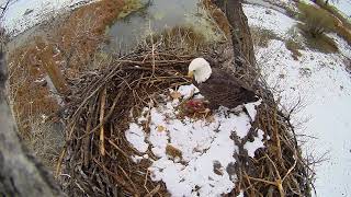 Xcel Energy Fort Saint Vrain Eagle Cam 09.11.2024