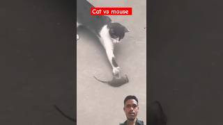 Cat vs mouse fighting 🐀 🔥🐆 #Shorts #cat #mouse