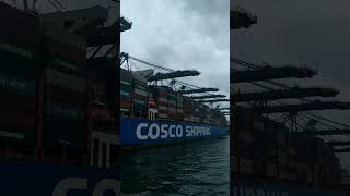 Mega Container 🚢 COSCO Shipping Gemini  #shorts #seaman #seaworld #largest #biggest #trending #viral