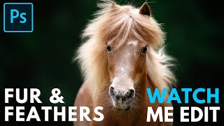 The Fur & Feathers Collection Photoshop Actions - Horse Edit