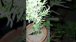 Plant comparison series | Ep 1 #rosemary #plants #organicfarming