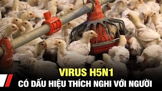 Virus H5N1 có dấu hiệu thích nghi với người