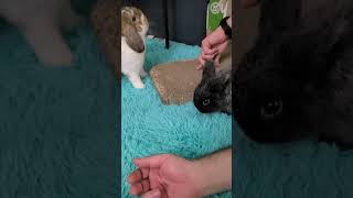 keeping bunnies entertained with CARDBOARD 😆 (Netherland Dwarf & Holland Lop)