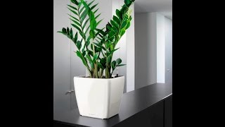 Цветок  замиокулькас/Flower zmioculcas