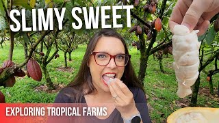 Big Island Tropical Farms Tour | Trying Cocao, Coffee, & Nuts