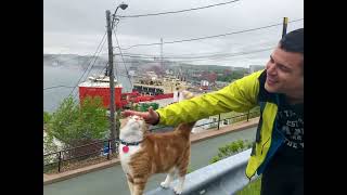 Cat in Newfoundland