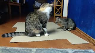 Cat fight