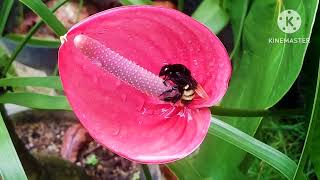 Abelha Mamangava Polinizando a flor do antúrio #natureza