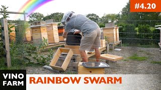 Guy in Shorts Catches Swarm of Bees Under a Double Rainbow!