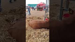 Expo Ganadera, Agricola y Agavera Feria de Romita y sus tradicionales Fiestas Guadalupanas