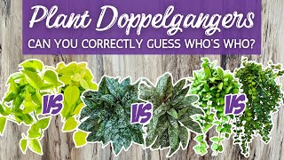 16 Crazy Houseplant Doppelgangers from Different Genera | See If You Can Tell Which Plant is Which!