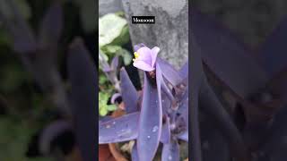 monsoon #the_home_botanist #youtubeshorts #shortvideo #rain