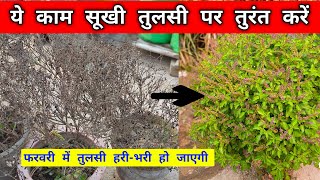 तुलसी प्लांट फिर से हरा होगा बस एक काम करें  |  Tulsi Plant Drying  | Growing Care Tips  | Tulsi