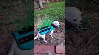 Puppy Defense! #puppy #funny #youtubeshorts #dog #animals #cute #viral #youtube #foryou #trending