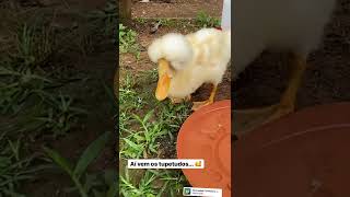 Lá vem os Tupetudos!!😂 #ducks #pato #fazenda #farm #galinheiro #galinhacaipira   #coop #chicken