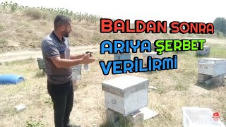 Bal süzdükten sonra arıya şerbet verilirmi | arı ile 3 konu detaylı anlatım ne fayda