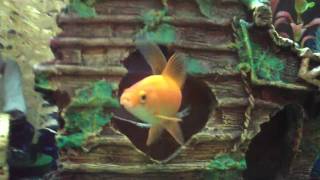 My 55 Gallon Goldfish Aquarium Update #2, May 13, 2009 (HD)