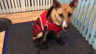 Our Bull Terrier Mix Gets Winter Gear