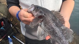 Fishing the North Jetty (Eureka, CA) CATCH AND COOK