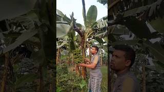 How to harvesting are banana #ep -271 #Short #trending #vairal #banana #food  #agro 🍌🍌