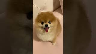 Cute Animals |Funny animals Reaction 2021#682.