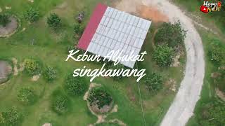 VIEW DRONE KEBUN ALFUKAT-SINGKAWANG