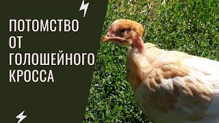 Потомство от голошейного кросса