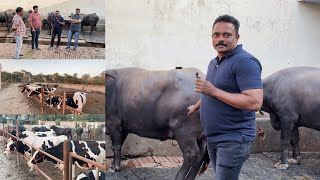 सगळ्यात स्वस्त गायी व म्हशी खरेदी कशी केली ते नक्की पहा | Murrah Buffalo Dairy Farming Maharashtra