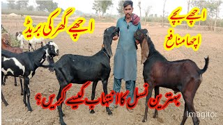 Nasal Ka Inthab|Best Goat Breed In Pakistan|Very Informative Video|#goats #goatfarming #bakramandi